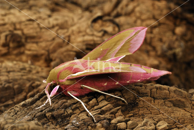 Groot avondrood (Deilephila elpenor)