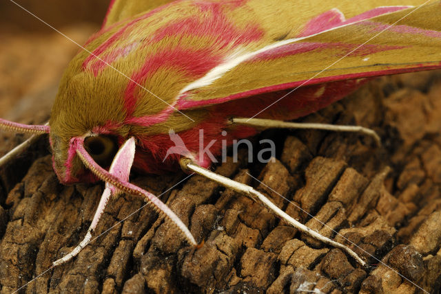 Groot avondrood (Deilephila elpenor)