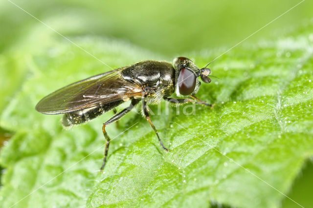 Grootsprietgitje (Cheilosia laticornis)