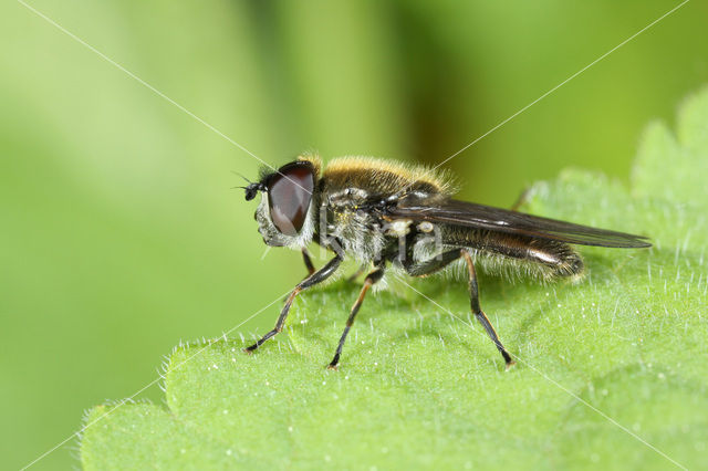 Grootsprietgitje (Cheilosia laticornis)