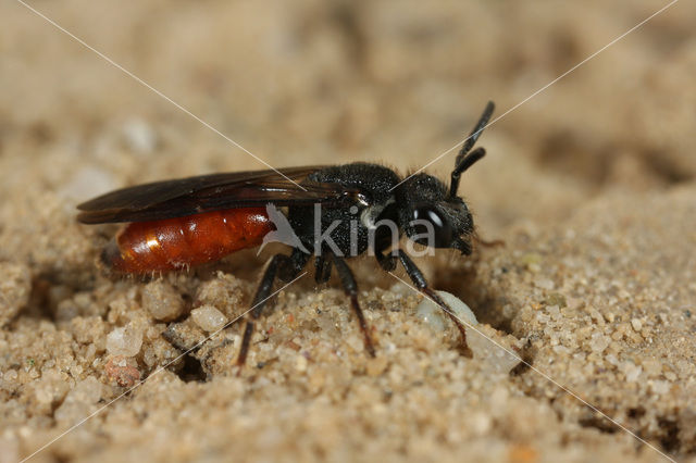 Grote Bloedbij (Sphecodes albilabris)