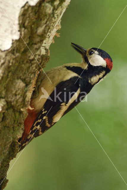 Grote Bonte Specht (Dendrocopos major)