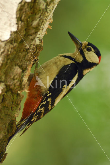 Grote Bonte Specht (Dendrocopos major)