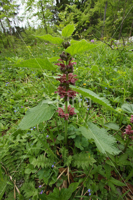 Grote dovenetel (Lamium orvala)