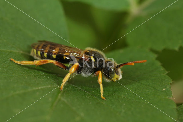 Grote wespbij (Nomada sexfasciata)