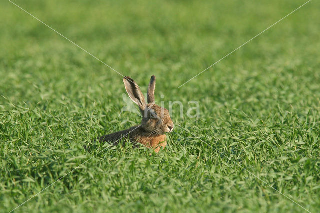 Haas (Lepus europaeus)