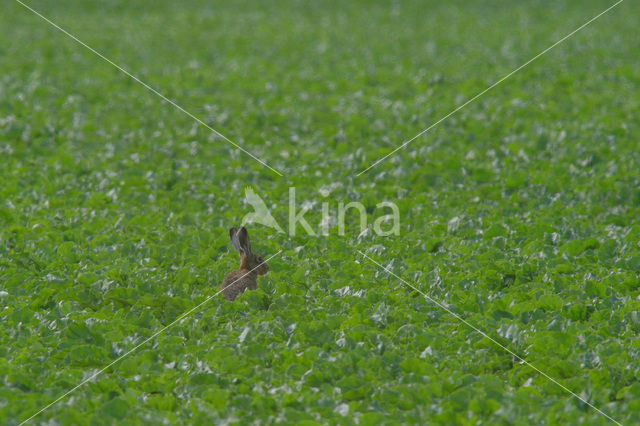 Haas (Lepus europaeus)