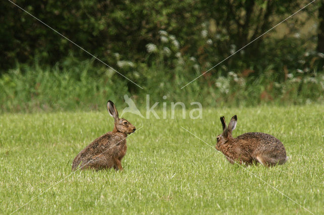 Haas (Lepus europaeus)