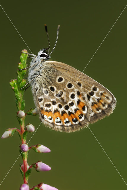 Heideblauwtje (Plebejus argus)