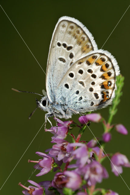 Heideblauwtje (Plebejus argus)