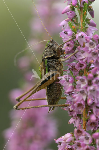 Heidesabelsprinkhaan (Metrioptera brachyptera)