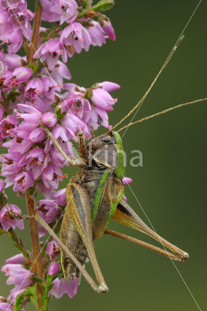 Heidesabelsprinkhaan (Metrioptera brachyptera)