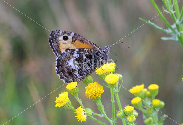 Heivlinder (Hipparchia semele)