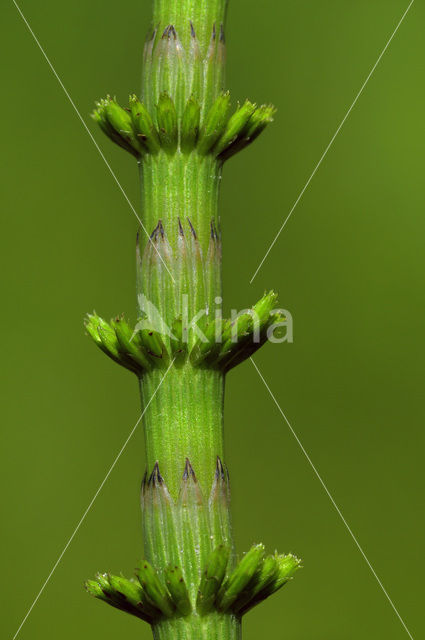 Holpijp (Equisetum fluviatile)