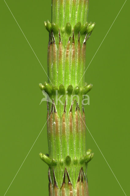 Holpijp (Equisetum fluviatile)