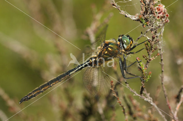 Hoogveenglanslibel (Somatochlora arctica)