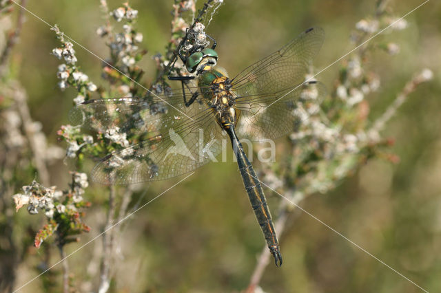 Hoogveenglanslibel (Somatochlora arctica)