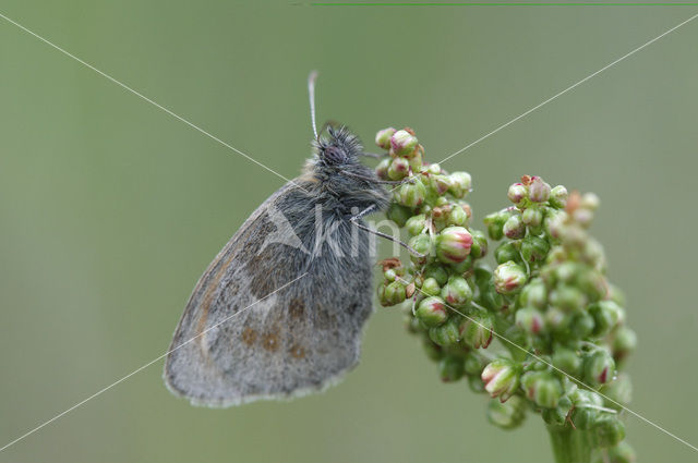 Hooibeestje (Coenonympha pamphilus)