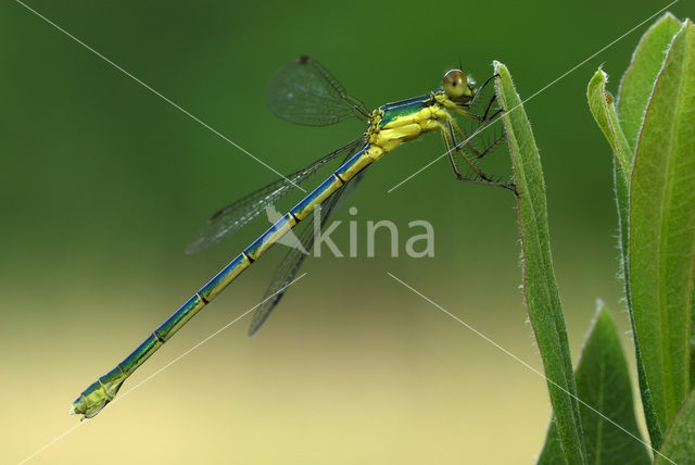 Houtpantserjuffer (Lestes viridis)