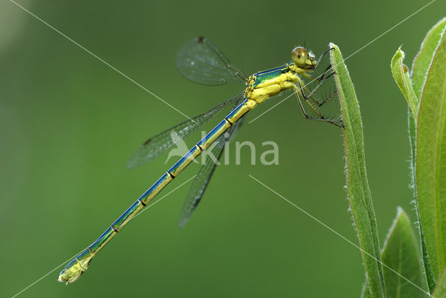 Houtpantserjuffer (Lestes viridis)