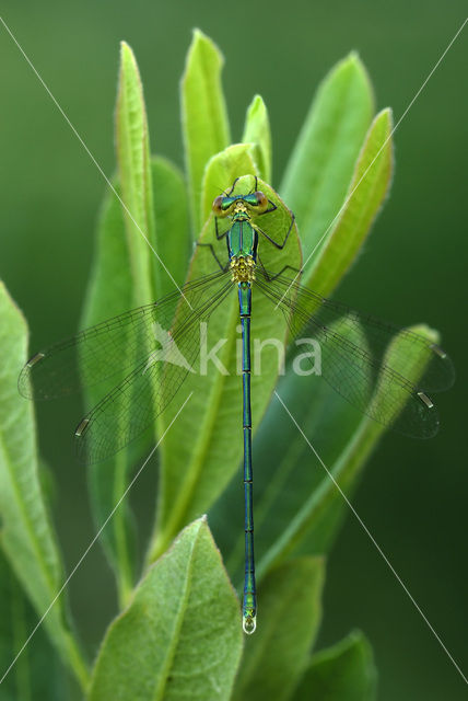 Houtpantserjuffer (Lestes viridis)