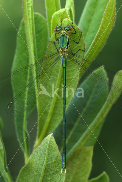 Houtpantserjuffer (Lestes viridis)