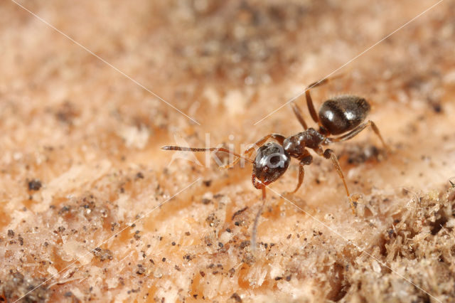 Humusmier (Lasius platythorax)