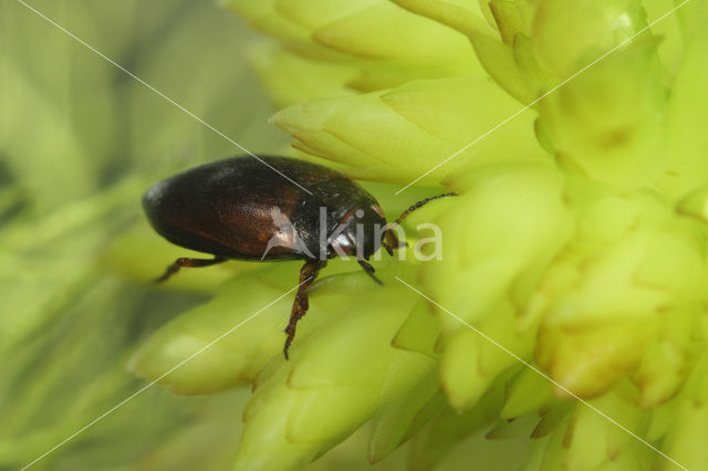 Hydroporus pubescens