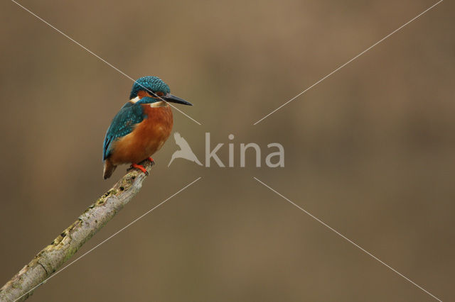 IJsvogel (Alcedo atthis)