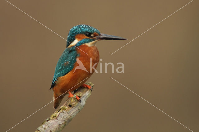 IJsvogel (Alcedo atthis)