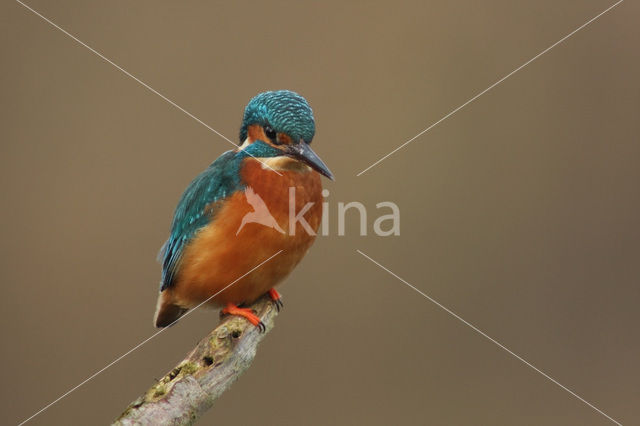 IJsvogel (Alcedo atthis)