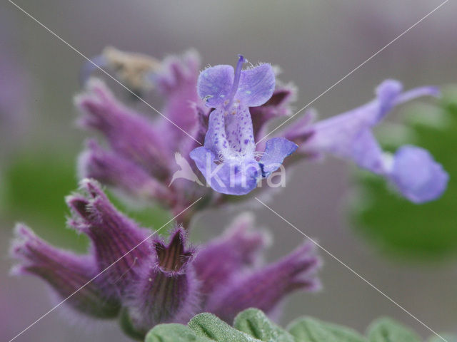 Kattenkruid (Nepeta x faassenii)