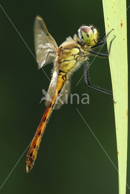 Kempense heidelibel (Sympetrum depressiusculum)