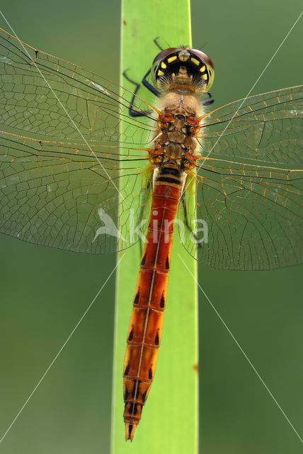 Kempense heidelibel (Sympetrum depressiusculum)