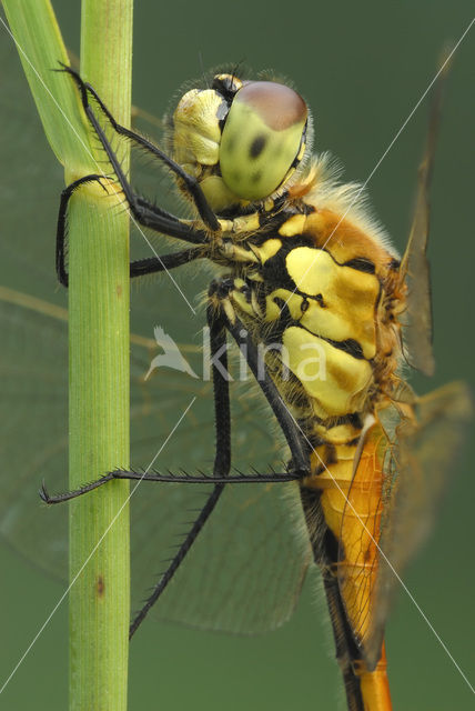 Kempense heidelibel (Sympetrum depressiusculum)