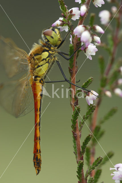 Kempense heidelibel (Sympetrum depressiusculum)