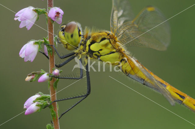 Kempense heidelibel (Sympetrum depressiusculum)