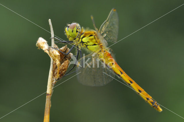 Kempense heidelibel (Sympetrum depressiusculum)