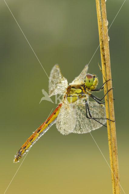 Kempense heidelibel (Sympetrum depressiusculum)