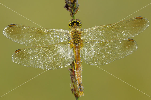 Kempense heidelibel (Sympetrum depressiusculum)