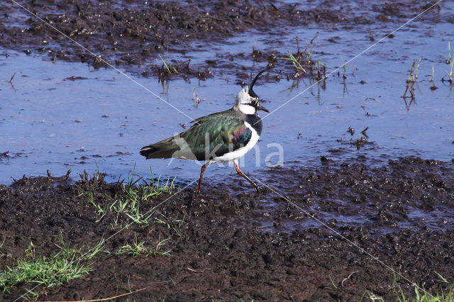 Kievit (Vanellus vanellus)