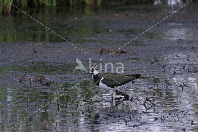 Kievit (Vanellus vanellus)