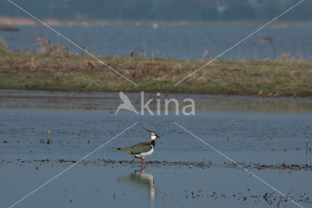 Kievit (Vanellus vanellus)