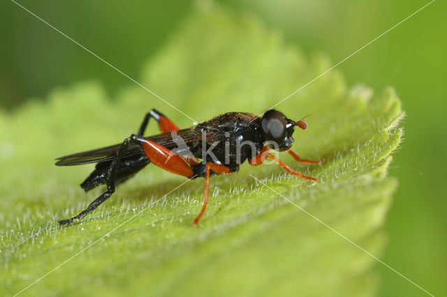 Kleine rooddij-bladloper (Chalcosyrphus valgus)