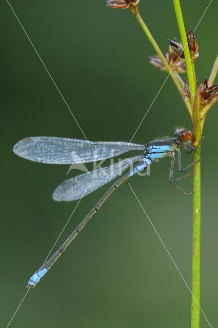 Kleine Roodoogjuffer (Erythromma viridulum)