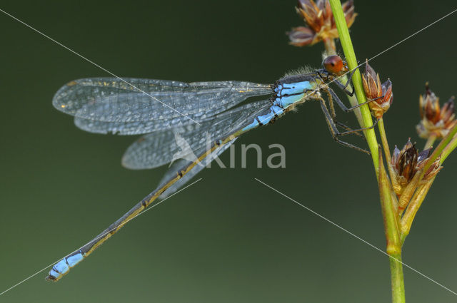 Kleine Roodoogjuffer (Erythromma viridulum)