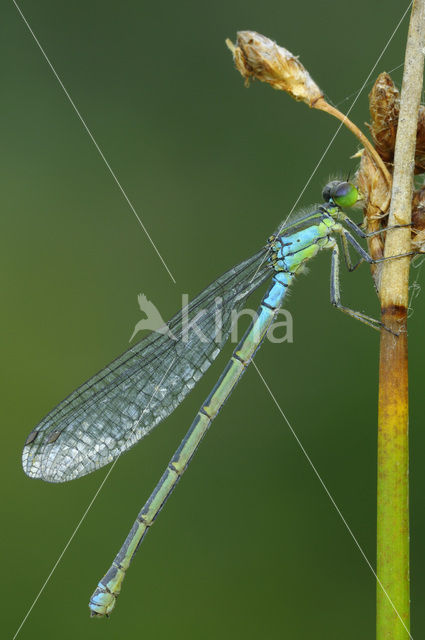 Kleine Roodoogjuffer (Erythromma viridulum)