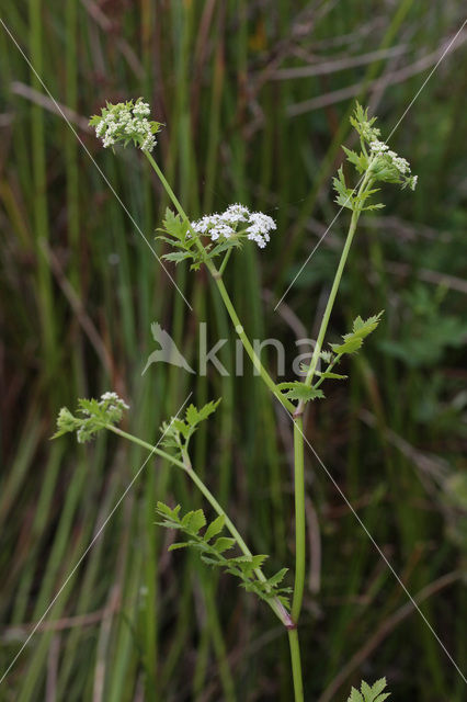 Kleine watereppe (Berula erecta)