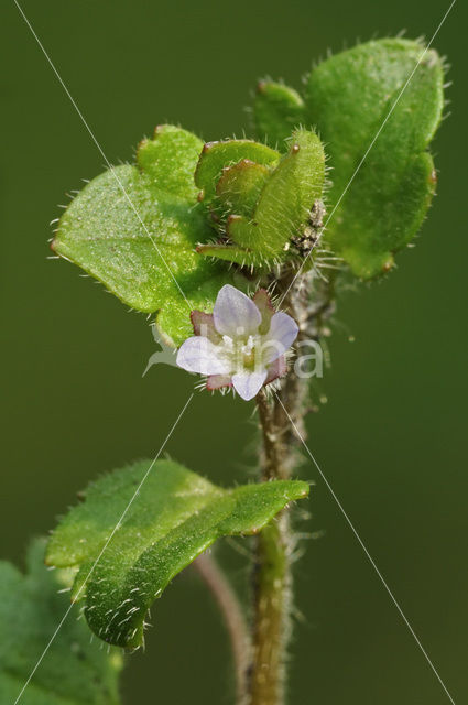 Klimopereprijs (Veronica hederifolia)