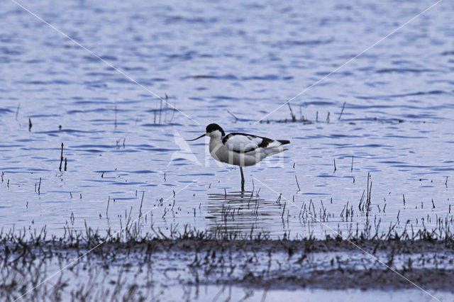 Pied Avocet (Recurvirostra avosetta)